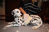 BAIN - DALMATIEN 046